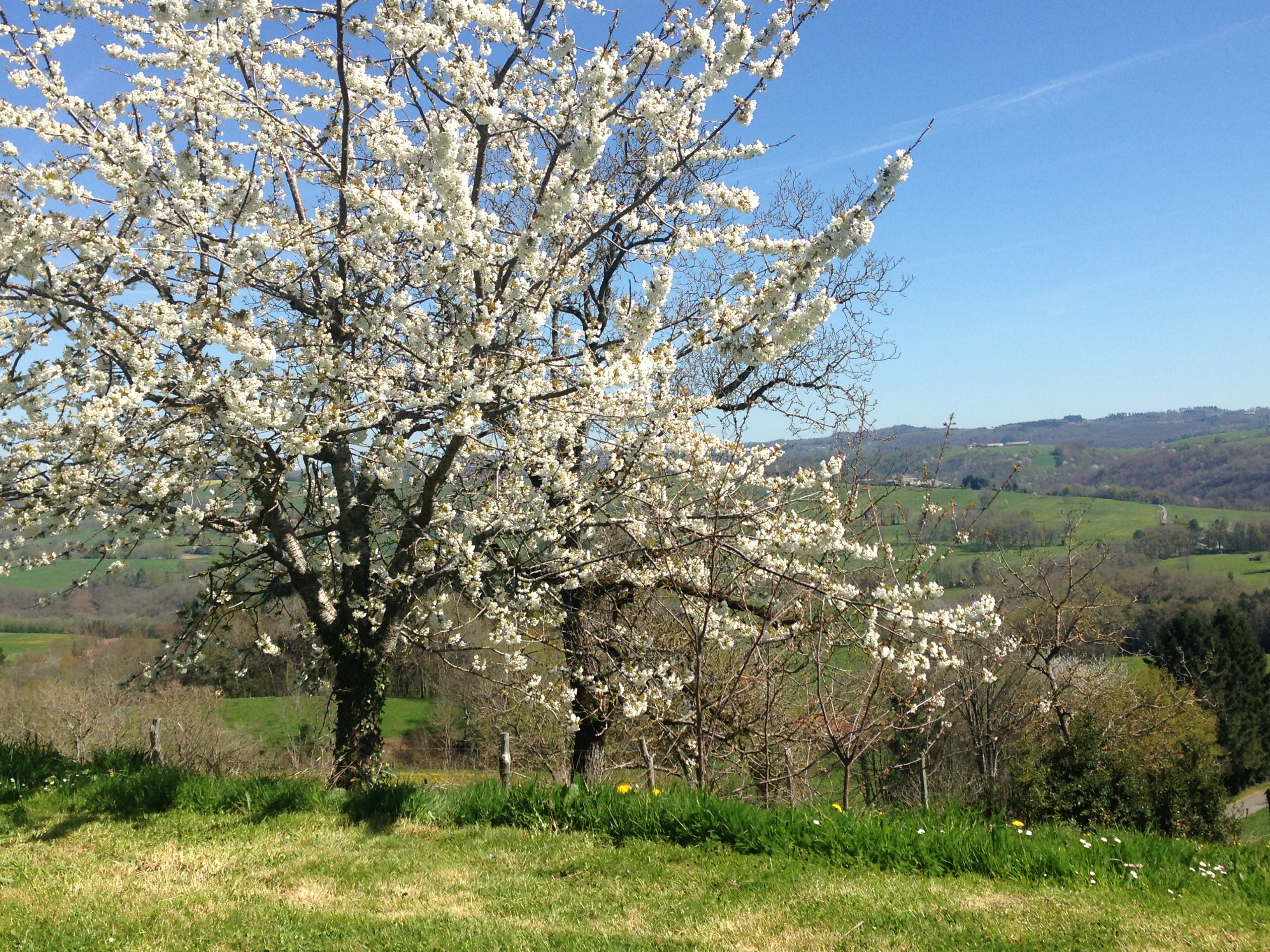 Cherry-blossom-at-Serenity-1